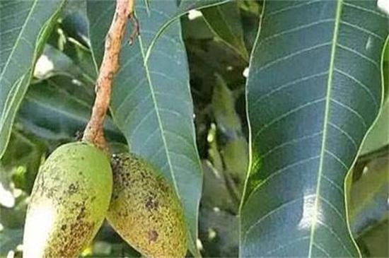 芒果怎么种植方法，种植芒果小妙招（掌握4个步骤盆栽美味芒果）