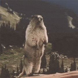 土拨鼠多少钱一只，土拨鼠宠物多少钱一只（一见就想尖叫的土拨鼠）