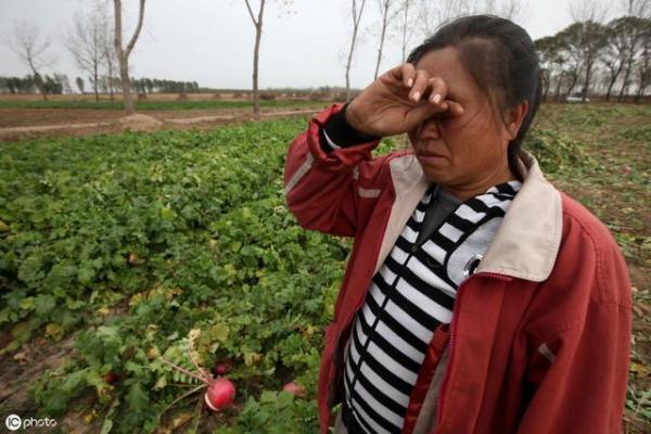 一亩地等于多少公顷，亩和公顷哪个大（日本农民年收入达到49万）