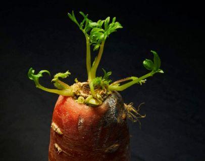 胡萝卜发芽了还能吃吗，胡萝卜发芽还能吃吗（胡萝卜发芽可以食用吗）