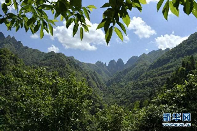 今天，老张来巡七姊妹山