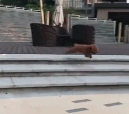 嘎哈是满语吗，满语尼玛哈是什么意思（如果东北话有灵魂）