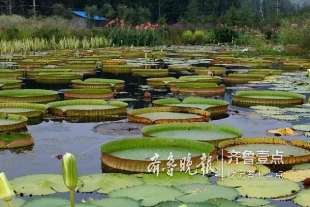 临沂网红基地(临沂河东网红打卡地招商)