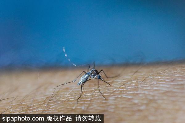 招蚊子是好事还是坏事，蚊子吸血放大一亿倍图片（为什么有些人那么招蚊子）