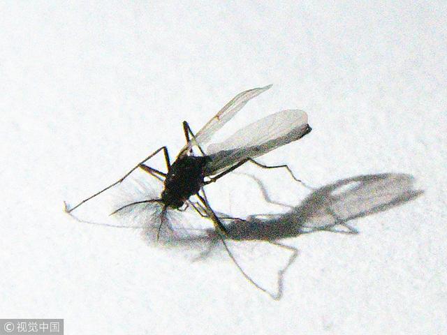 招蚊子是好事还是坏事，蚊子吸血放大一亿倍图片（为什么有些人那么招蚊子）