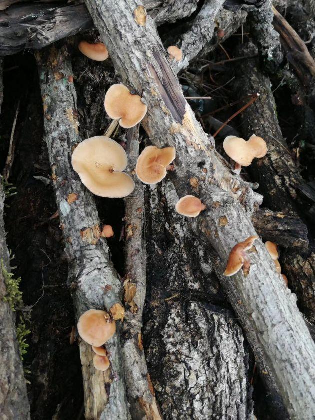 野生香蕈野生香蕈香蕈炖蛋在大田坝镇境内连绵千里的天堂山上,有一种