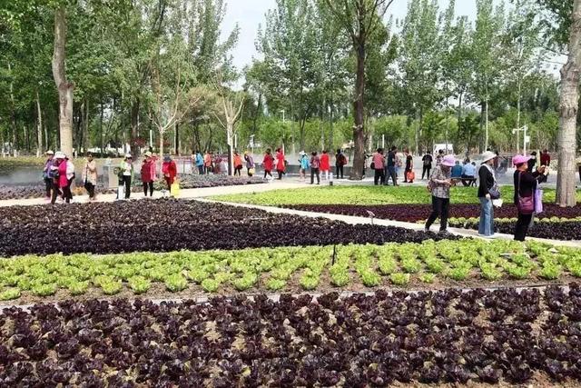 沙葱的功效与作用，沙葱是不是就是野韭菜（世园会·百蔬园丨百种时令蔬菜）