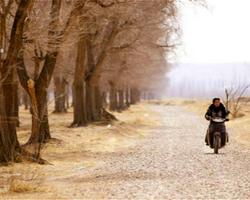 张贤亮 绿化树，张贤亮的生平简介（我听到《绿化树》的海喜喜在歌唱）