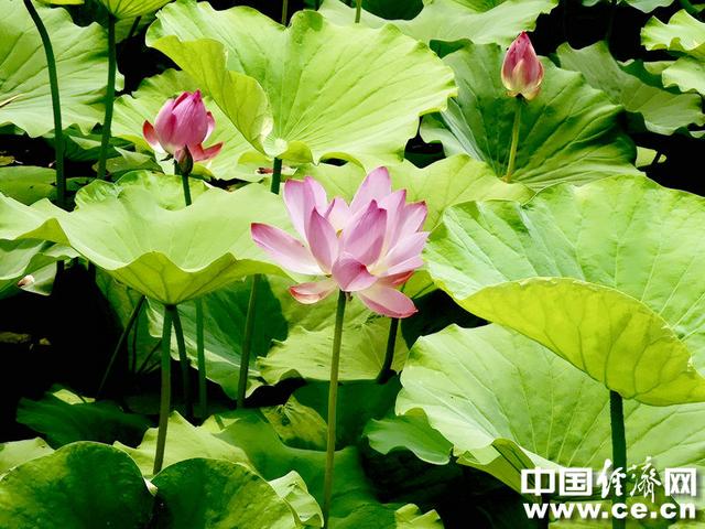 接天莲叶无穷碧，接天莲叶无穷碧的后半句是什么（接天莲叶无穷碧的后半句是什么）