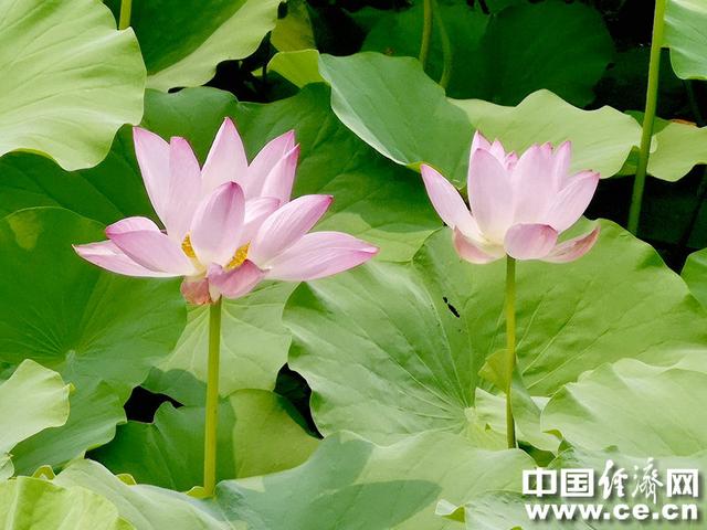 接天莲叶无穷碧，接天莲叶无穷碧的后半句是什么（接天莲叶无穷碧的后半句是什么）