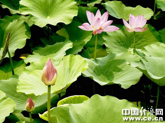 接天莲叶无穷碧，接天莲叶无穷碧的后半句是什么（接天莲叶无穷碧的后半句是什么）