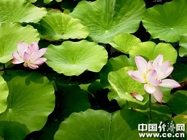 接天莲叶无穷碧，接天莲叶无穷碧的后半句是什么（接天莲叶无穷碧的后半句是什么）