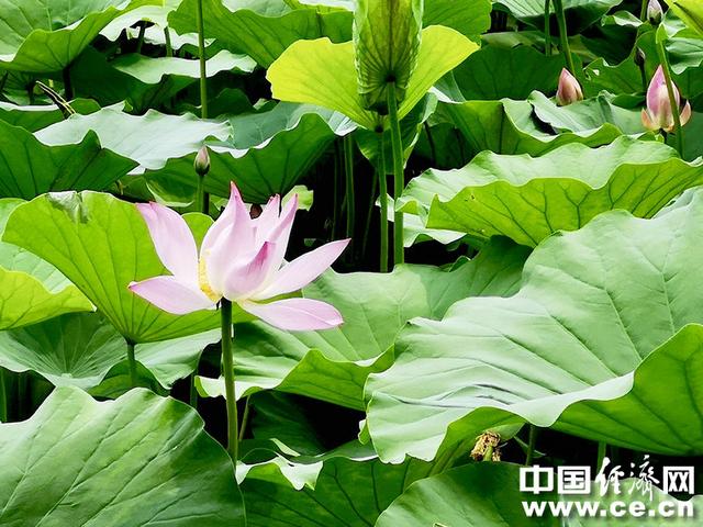 接天莲叶无穷碧，接天莲叶无穷碧的后半句是什么（接天莲叶无穷碧的后半句是什么）