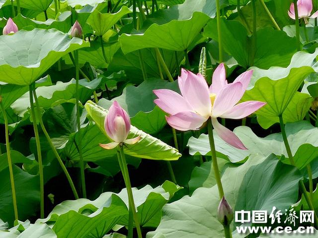 接天莲叶无穷碧，接天莲叶无穷碧的后半句是什么（接天莲叶无穷碧的后半句是什么）