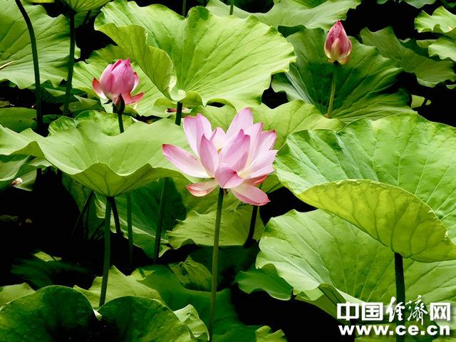 接天莲叶无穷碧，接天莲叶无穷碧的后半句是什么（接天莲叶无穷碧的后半句是什么）