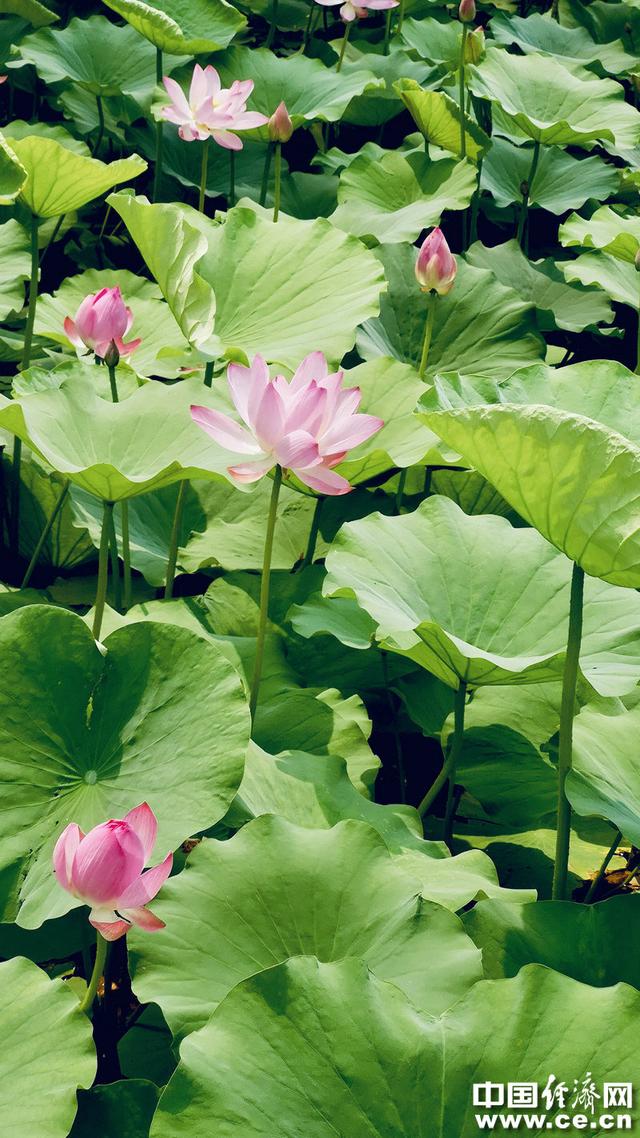 接天莲叶无穷碧，接天莲叶无穷碧的后半句是什么（接天莲叶无穷碧的后半句是什么）