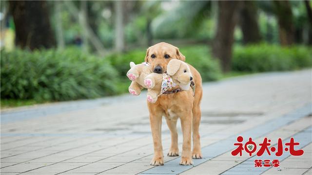 神犬小七第三部，姜潮宋妍霏携手萌娃救援现场展实力