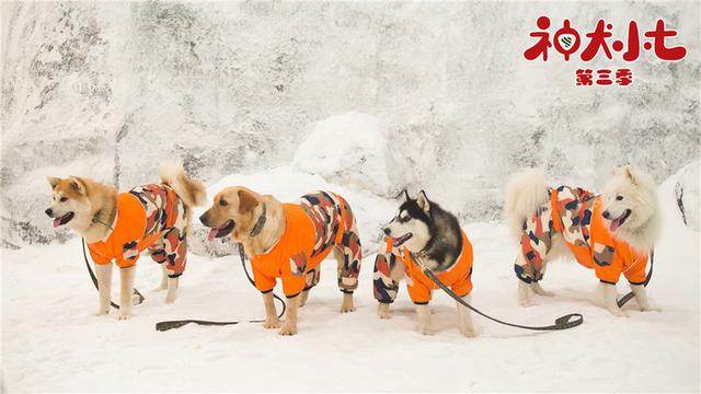 神犬小七第三部，姜潮宋妍霏携手萌娃救援现场展实力