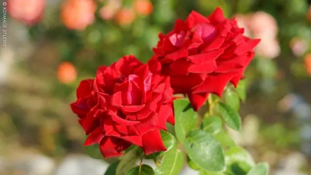 保加利亚的国花是，玫瑰花是保加利亚的国花吗（欧洲还有个保加利亚）