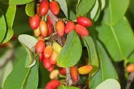 日本ICE烟有害吗，日本ice香烟（毒品大扫盲，看看你能认出几种）