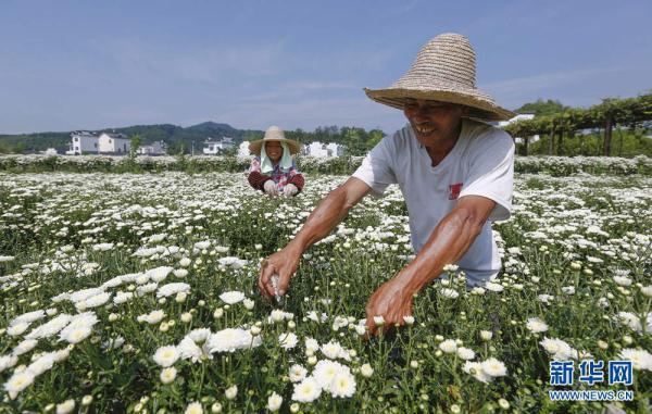 贡菊花的功效和作用以及注意事项详情介绍，贡菊的功效与作用点的功效与作用及禁忌（安徽黄山：徽州贡菊花如雪）