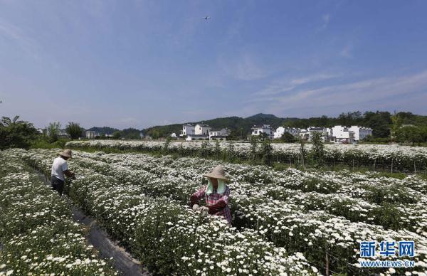 贡菊花的功效和作用以及注意事项详情介绍，贡菊的功效与作用点的功效与作用及禁忌（安徽黄山：徽州贡菊花如雪）