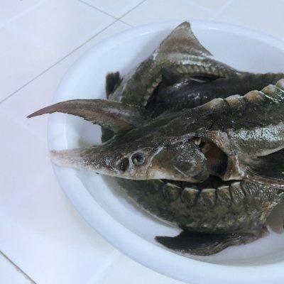 清蒸鲟鱼的家常做法，清蒸鲟鱼怎么做好吃又简单（———鲟鱼蒸吃）