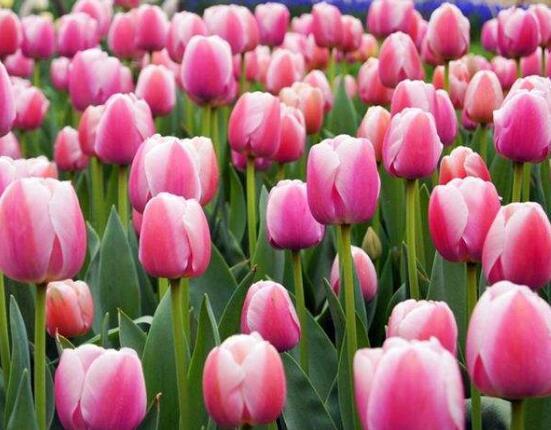 郁金香几点开花，郁金香几点几分开花（郁金香什么时候开花）