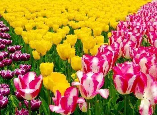 郁金香几点开花，郁金香几点几分开花（郁金香什么时候开花）