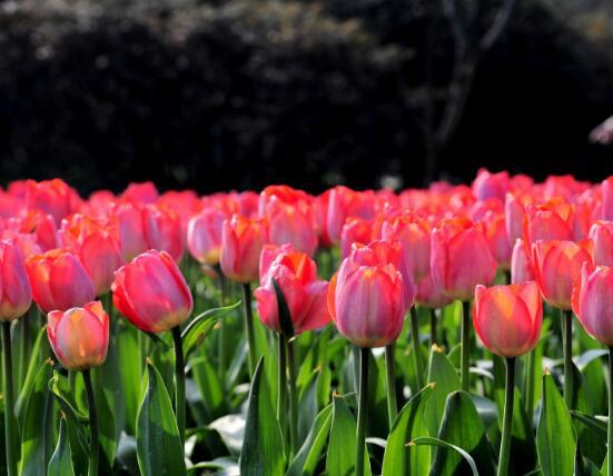 郁金香几点开花，郁金香几点几分开花（郁金香什么时候开花）