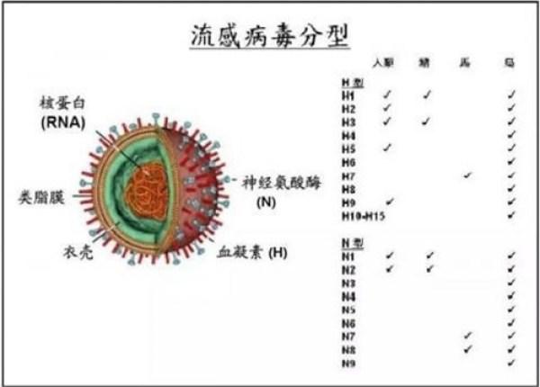 吃燕窝的好处与功效有哪些，燕窝抗流感病毒、抑制血凝反应