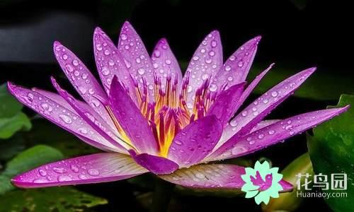 国花有哪些，你知道中国的国花是什么吗（中国的国花有哪些）