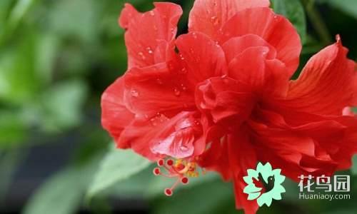 国花有哪些，你知道中国的国花是什么吗（中国的国花有哪些）