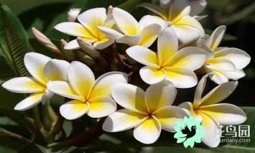 国花有哪些，你知道中国的国花是什么吗（中国的国花有哪些）