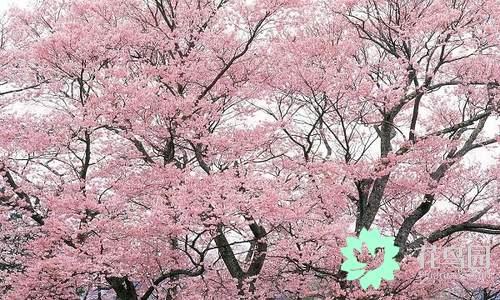 国花有哪些，你知道中国的国花是什么吗（中国的国花有哪些）