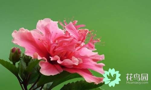 国花有哪些，你知道中国的国花是什么吗（中国的国花有哪些）