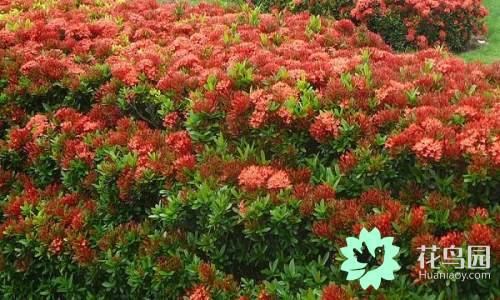 国花有哪些，你知道中国的国花是什么吗（中国的国花有哪些）