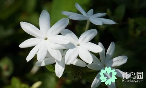 国花有哪些，你知道中国的国花是什么吗（中国的国花有哪些）