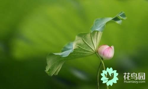 国花有哪些，你知道中国的国花是什么吗（中国的国花有哪些）