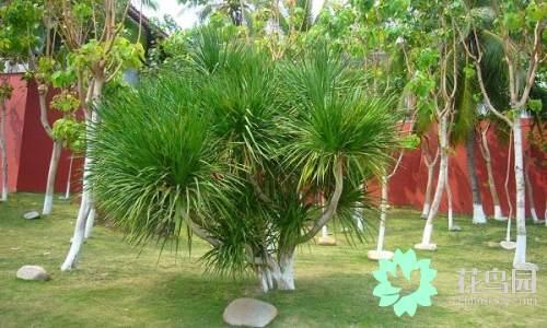 国花有哪些，你知道中国的国花是什么吗（中国的国花有哪些）