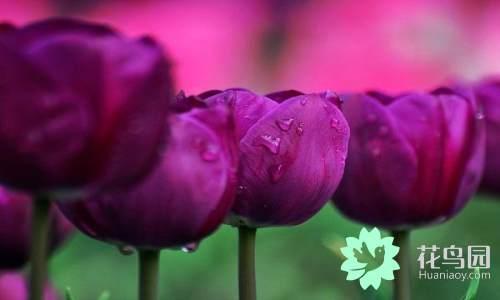 国花有哪些，你知道中国的国花是什么吗（中国的国花有哪些）