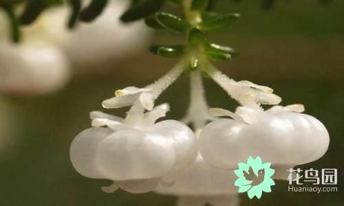 国花有哪些，你知道中国的国花是什么吗（中国的国花有哪些）