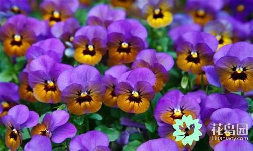 国花有哪些，你知道中国的国花是什么吗（中国的国花有哪些）