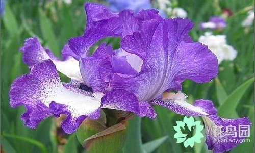 国花有哪些，你知道中国的国花是什么吗（中国的国花有哪些）