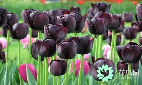 国花有哪些，你知道中国的国花是什么吗（中国的国花有哪些）