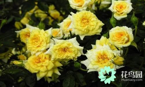 国花有哪些，你知道中国的国花是什么吗（中国的国花有哪些）