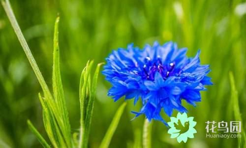 国花有哪些，你知道中国的国花是什么吗（中国的国花有哪些）