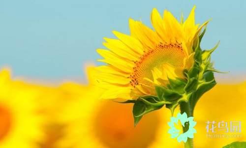 国花有哪些，你知道中国的国花是什么吗（中国的国花有哪些）