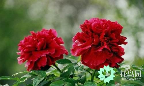 国花有哪些，你知道中国的国花是什么吗（中国的国花有哪些）