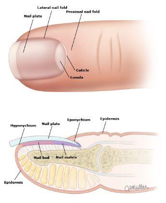 手指甲是什么组成的，手指甲是什么组成的图（宝贝指甲长得不好）